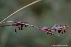 Themeda anathera